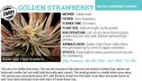 Golden Strawberry strain photo