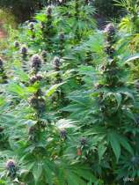 Ulduz strain photo