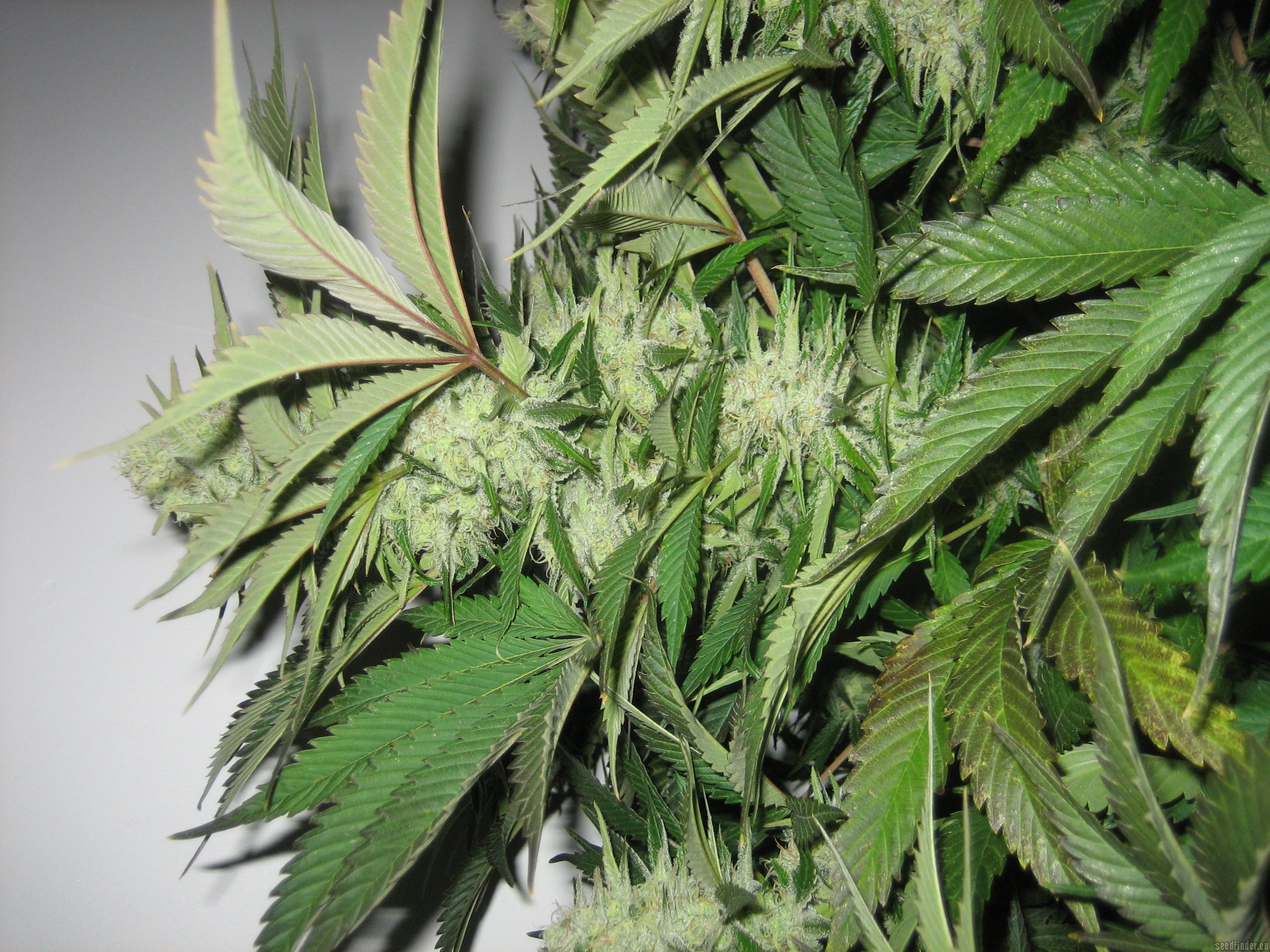 Laughing Buddha strain photo