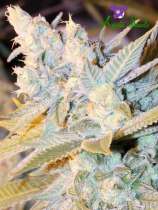Triple Cheese Auto strain photo