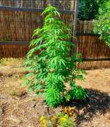 Adam Curry strain photo