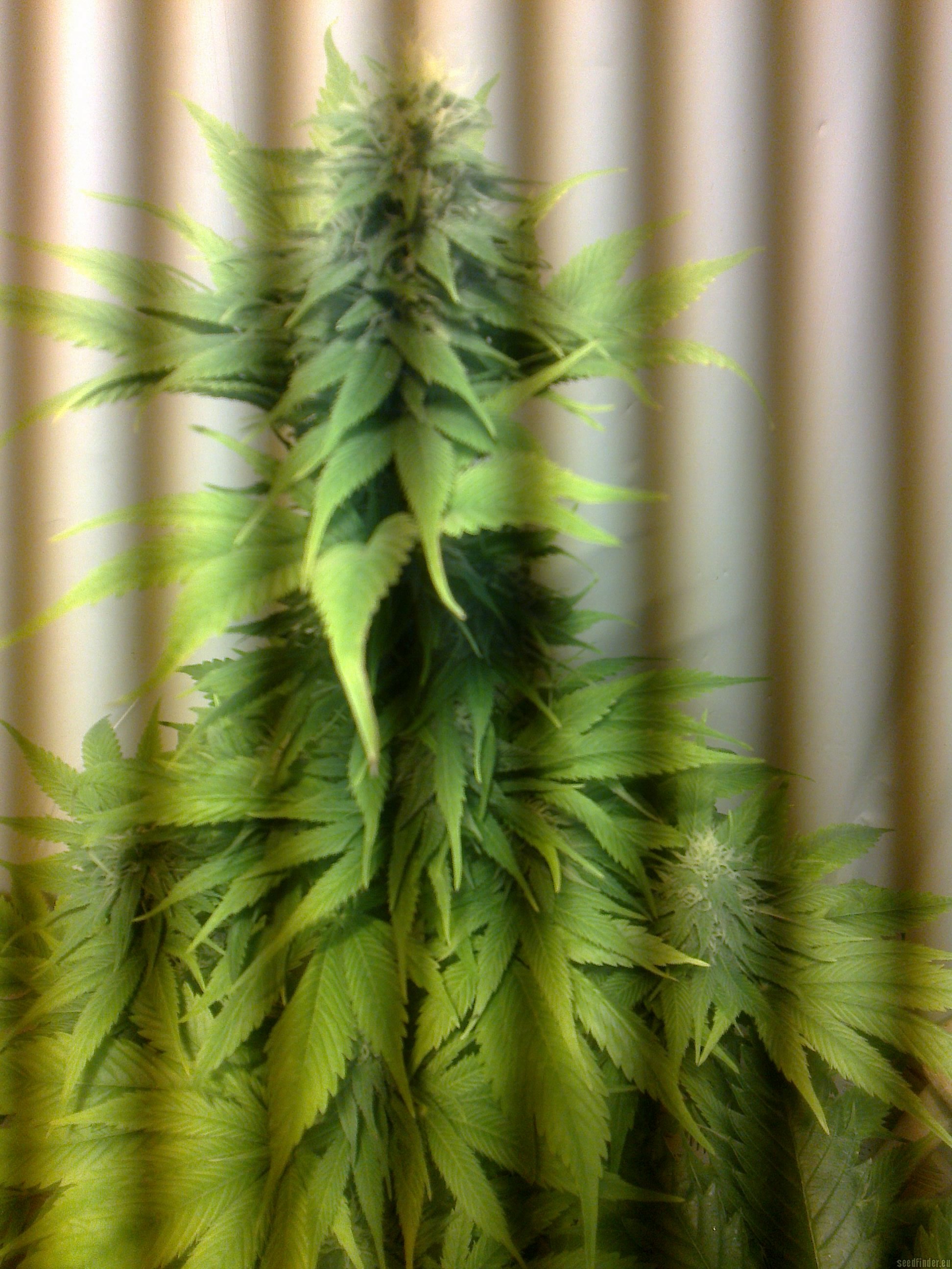Violator Kush strain photo
