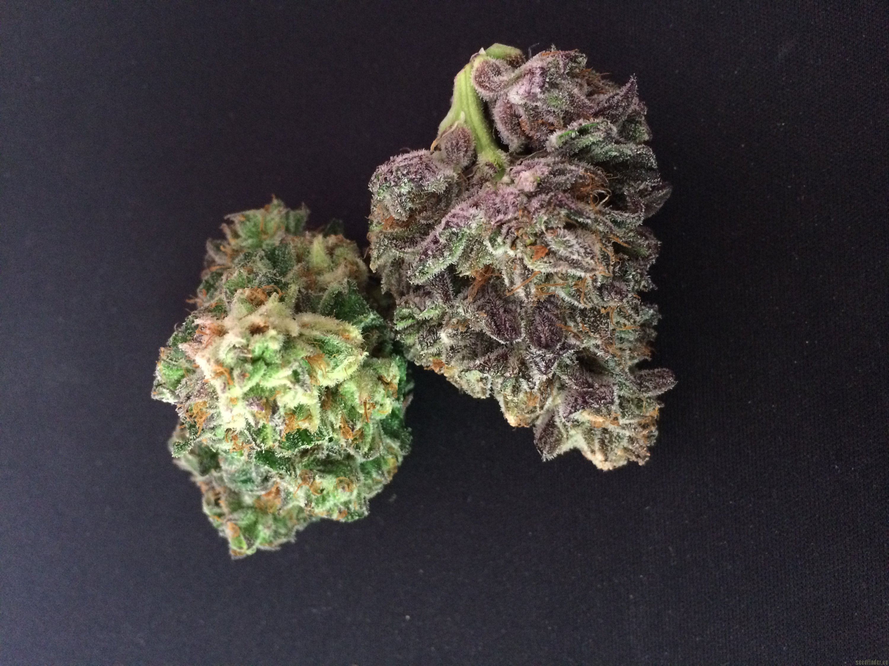 Sour Power strain photo