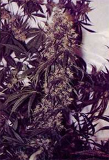 Creeper-Afghani 1 Hybrid strain photo
