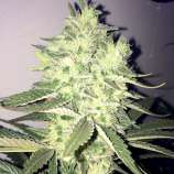 Philosopher’s Stone strain photo