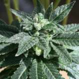 Grizzly strain photo