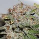Hulk Smash strain photo