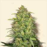 Auto Lemon Skunk strain photo