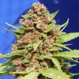 Purple Punch Cookies strain photo