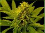 White Willow strain photo