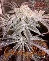 Grease's Pieces strain photo