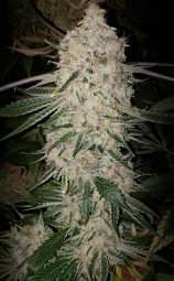 Pluto Cut Autoflower strain photo