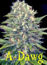 A-Dawg strain photo