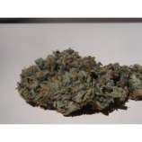 Sin City Seeds - Intimidator OG strain photo