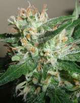 Powdered Peak strain photo