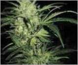 Northern Lights strain photo