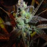 Jackfrost strain photo