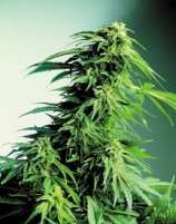 Hindu Kush x Hindu Kush strain photo