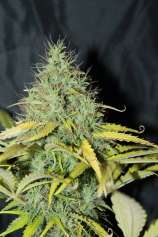 Auto Skunk #1 strain photo