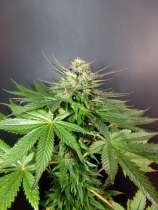 Boria Baf strain photo