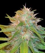 Chronic Haze strain photo
