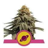 Royal Skywalker strain photo
