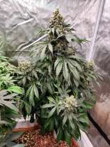 SSDD F2 BX1 strain photo