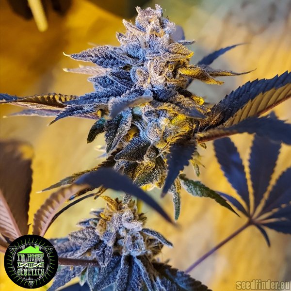 Double Kush Breath strain photo