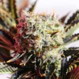 White Widow strain photo
