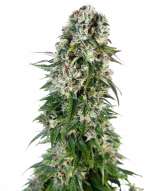 Big Bud Automatic strain photo