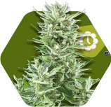 Big Bud XXL Automatic strain photo