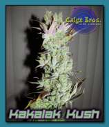 Kakalak Kush F2 strain photo