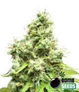 Medi Bomb #1 strain photo