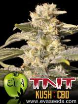 TNT Kush CBD strain photo