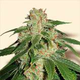 Jack Herer strain photo