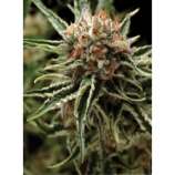 Auto Shark strain photo
