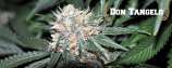 All Star Genetics - Don Tangelo strain photo