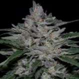 Fire OG Kush strain photo