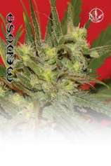 Medusa strain photo