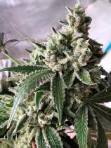 Daisy Cutter strain photo