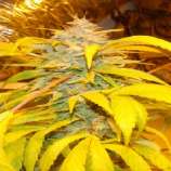 Superstitious strain photo