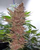 That TOM strain photo