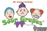Sour Grapes strain photo
