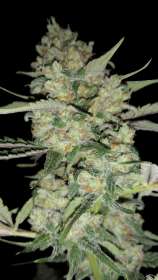 Amnesia strain photo