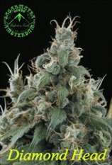 Diamond Head strain photo