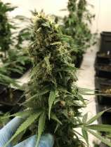 DFG strain photo