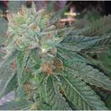 Blueberry OG strain photo
