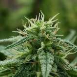 JSD Strawberry Juice strain photo