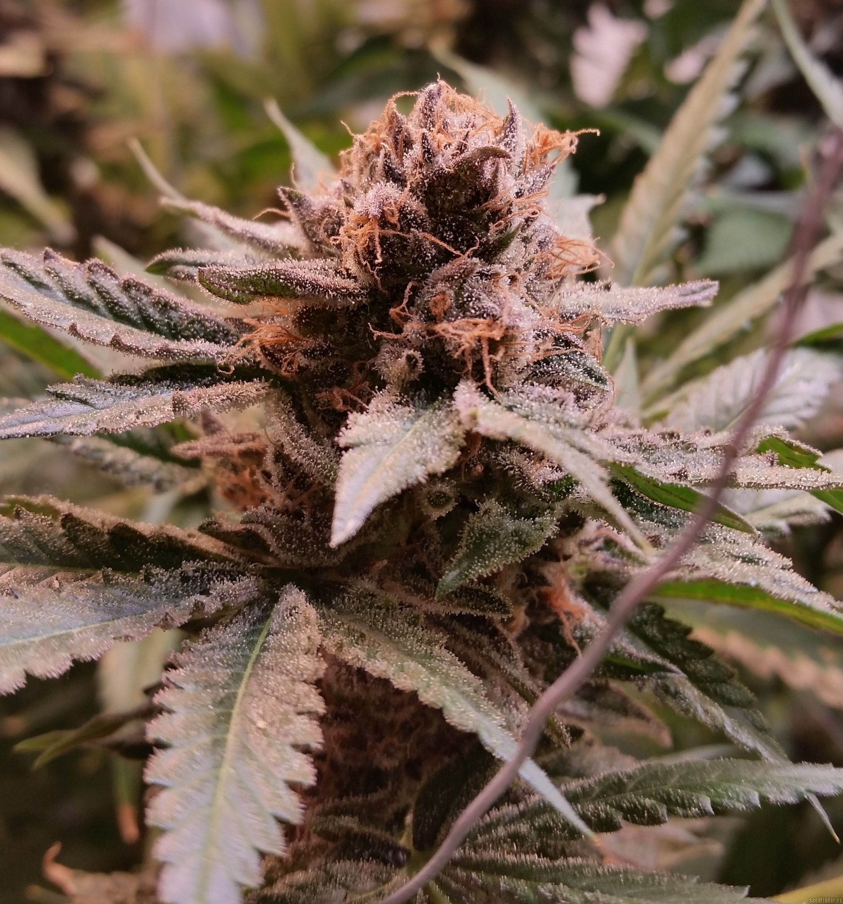 Blue Cheese strain photo