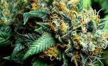 Delta 9 Labs - Kopasetic Kush strain photo